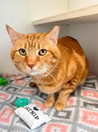 Tora