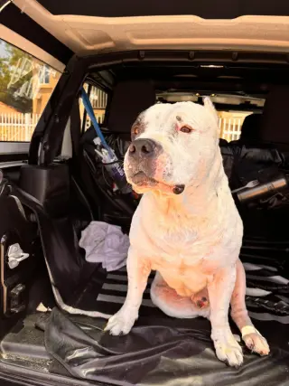 Rocko