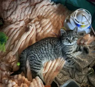 Juliet