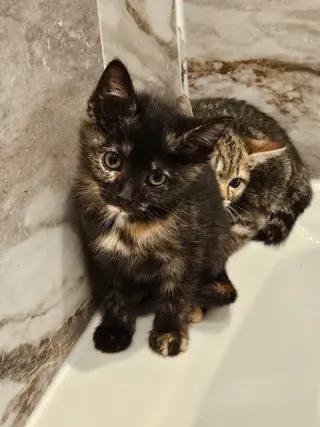 Garbage KITTEN