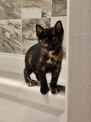 Garbage KITTEN