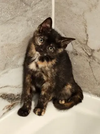 Garbage KITTEN