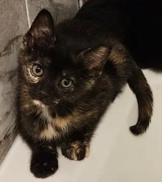 Garbage KITTEN