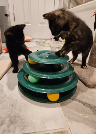 Garbage KITTEN