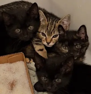 Garbage KITTEN