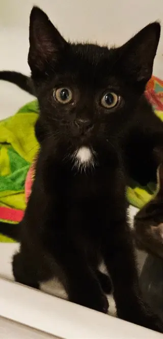 Korn KITTEN