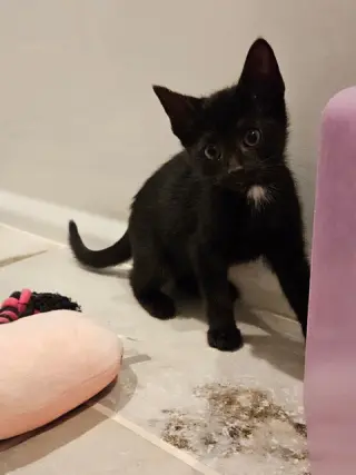 Korn KITTEN