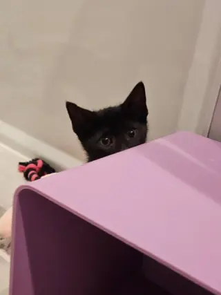 Korn KITTEN