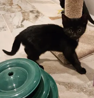 Korn KITTEN