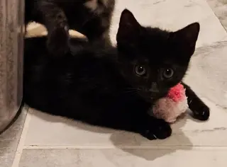 Korn KITTEN