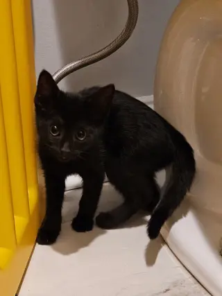 Korn KITTEN