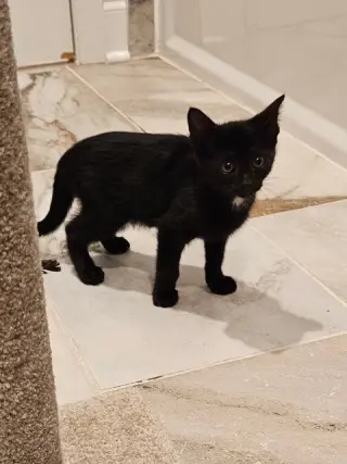 Korn KITTEN