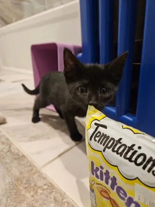Korn KITTEN