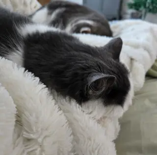 Nala and Simba