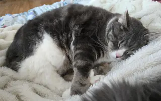 Nala and Simba