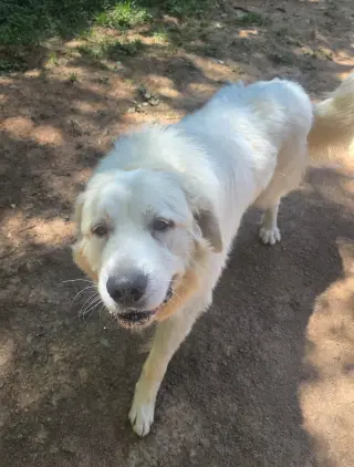 Clyde