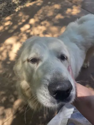 Clyde