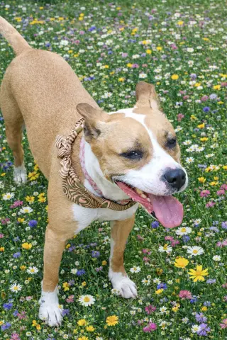 Lyla