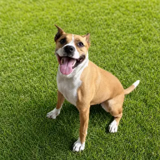 Lyla