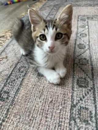 Disco-CH kitten