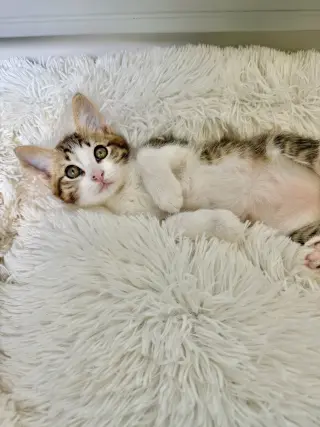 Disco-CH kitten