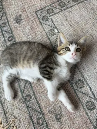 Disco-CH kitten