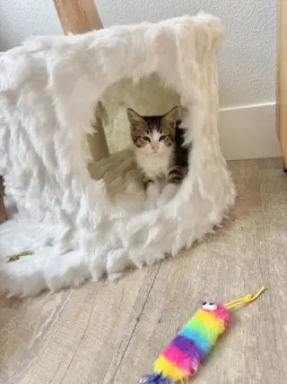 Disco-CH kitten