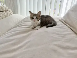 Disco-CH kitten