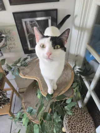 Darla