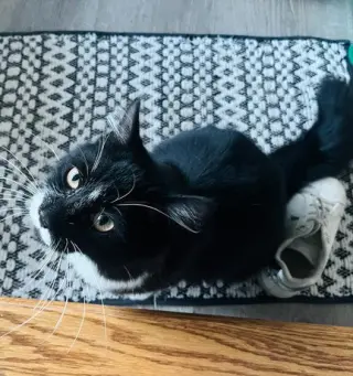 Asher KITTEN