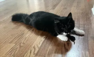 Asher KITTEN