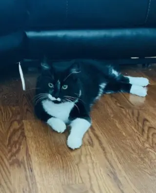 Asher KITTEN