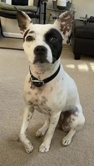 Oreo