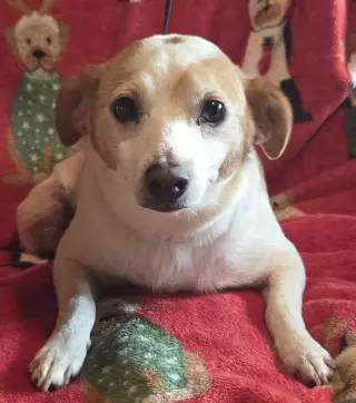 Lil' Buddy