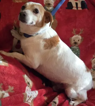 Lil' Buddy