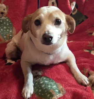 Lil' Buddy