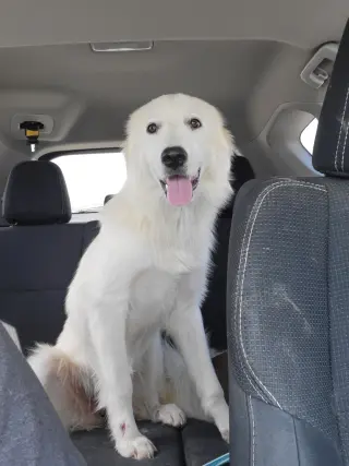 Gemma
