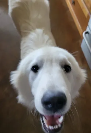 Gemma