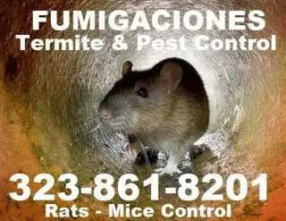 FUMIGACIÓN DE CUCARACHAS.🐜🐜