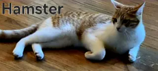HAMSTER