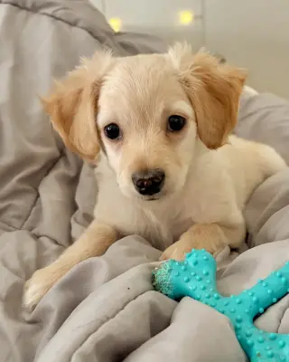 Kai