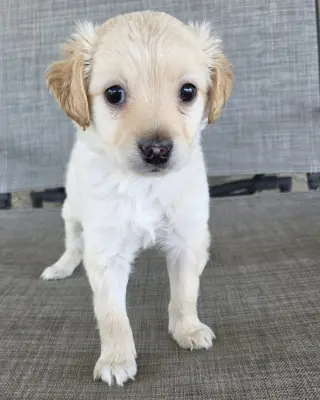Kai