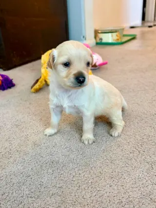 Kai