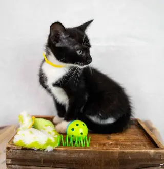 Loafer