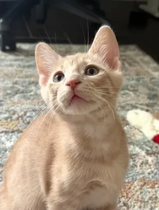 Duncan