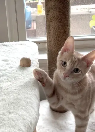 Duncan