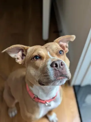 Paloma