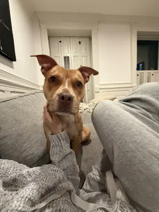 Paloma