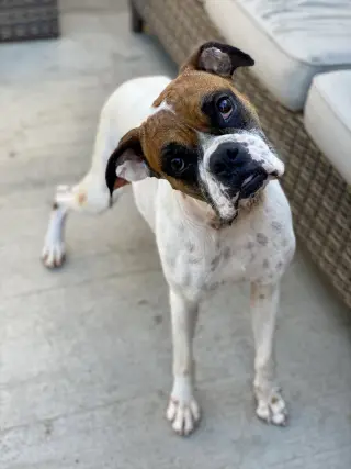 Scarlett II