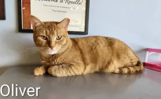 Oliver